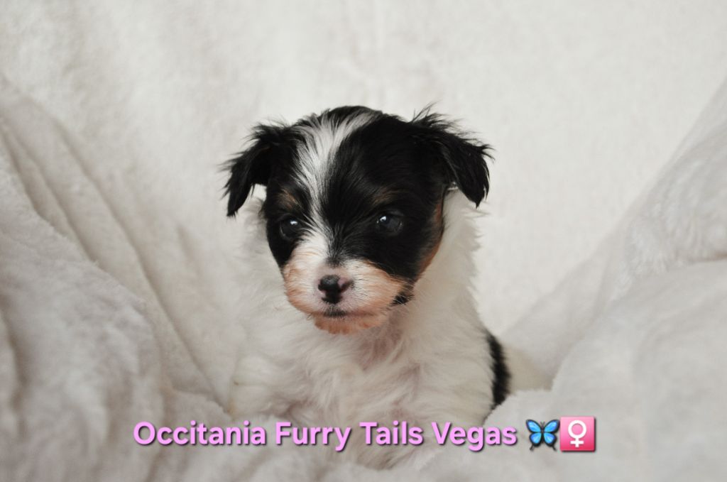 Occitania Furry Tails - Chiot disponible  - Epagneul nain Continental (Papillon)