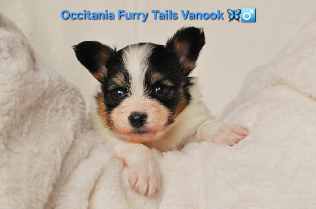 Occitania Furry Tails - Chiot disponible  - Epagneul nain Continental (Papillon)