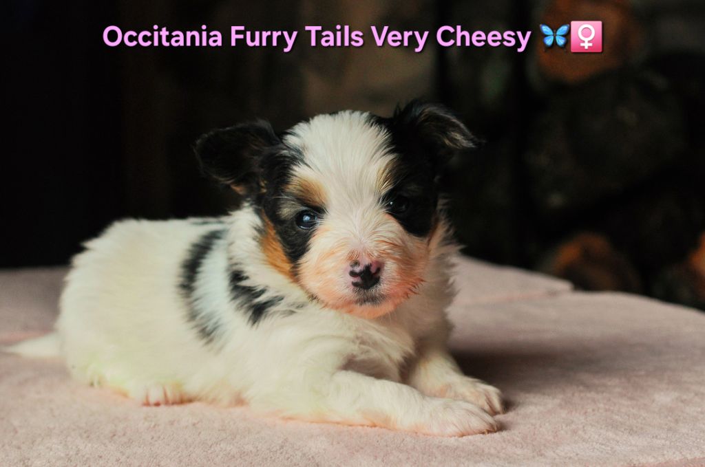 Occitania Furry Tails - Chiot disponible  - Epagneul nain Continental (Papillon)