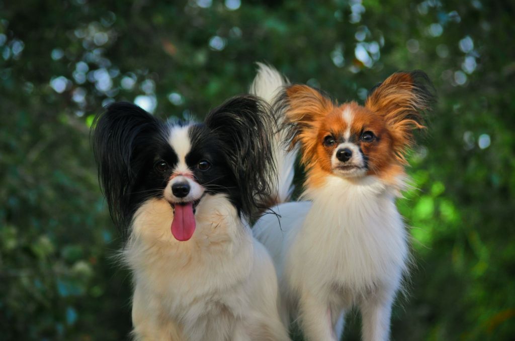 chiot Epagneul nain Continental (Papillon) Occitania Furry Tails