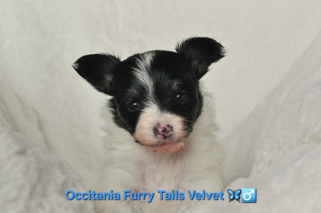 Occitania Furry Tails - Chiot disponible  - Epagneul nain Continental (Papillon)