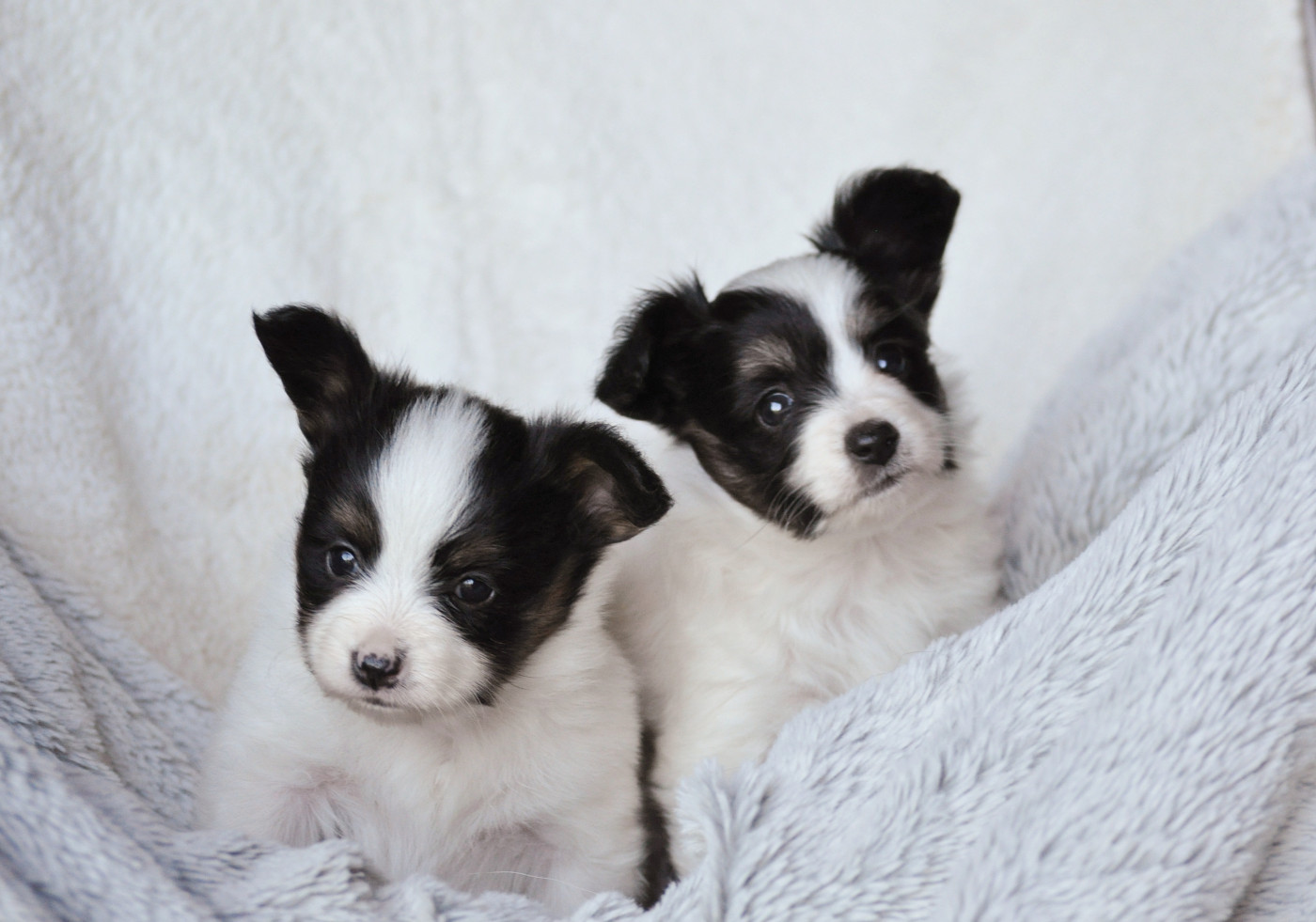 Chiot Epagneul nain Continental (Papillon) Occitania Furry Tails