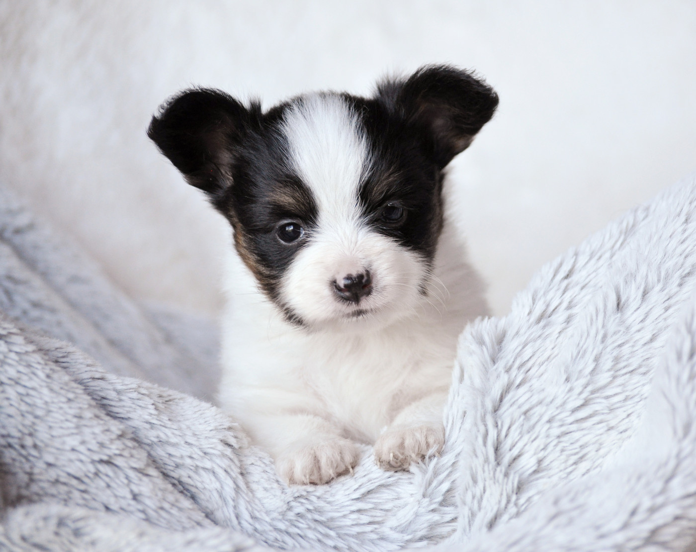 Occitania Furry Tails - Chiots disponibles - Epagneul nain Continental (Papillon)