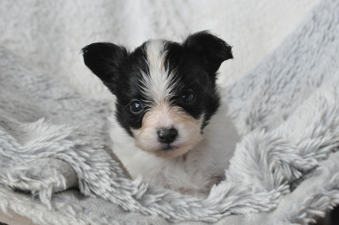 Occitania Furry Tails - Chiots disponibles - Epagneul nain Continental (Papillon)