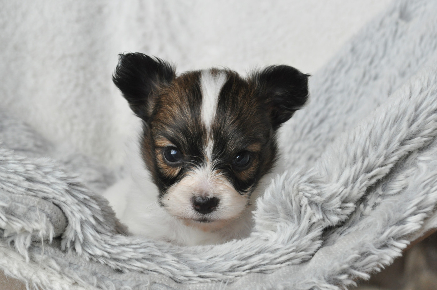 Occitania Furry Tails - Chiots disponibles - Epagneul nain Continental (Papillon)
