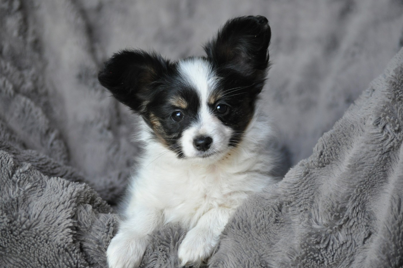 Occitania Furry Tails - Chiots disponibles - Epagneul nain Continental (Papillon)