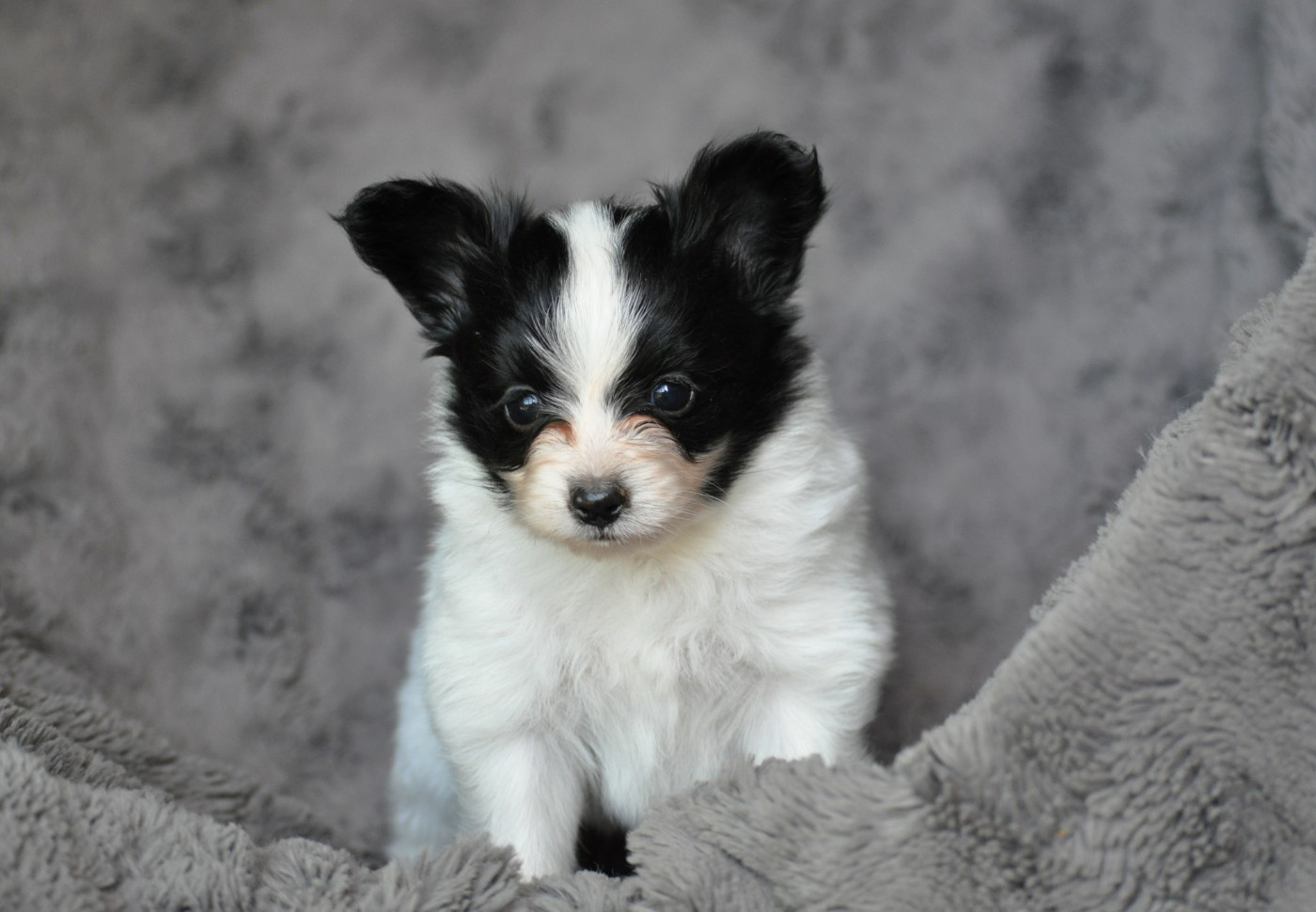 Occitania Furry Tails - Chiots disponibles - Epagneul nain Continental (Papillon)
