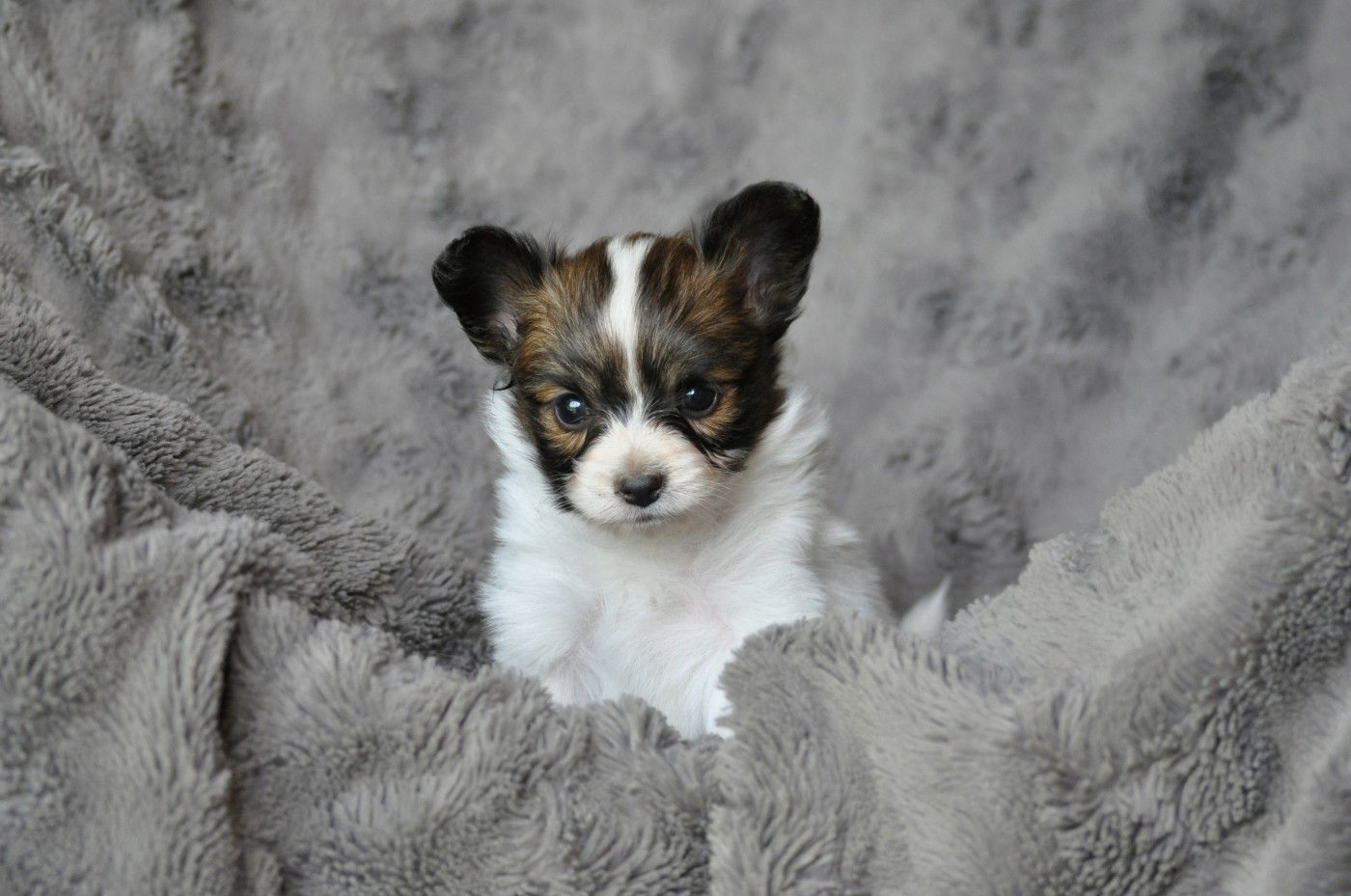 Occitania Furry Tails - Chiots disponibles - Epagneul nain Continental (Papillon)