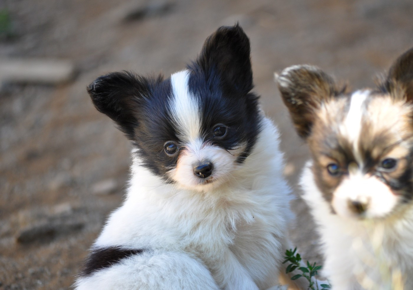 Occitania Furry Tails - Chiots disponibles - Epagneul nain Continental (Papillon)