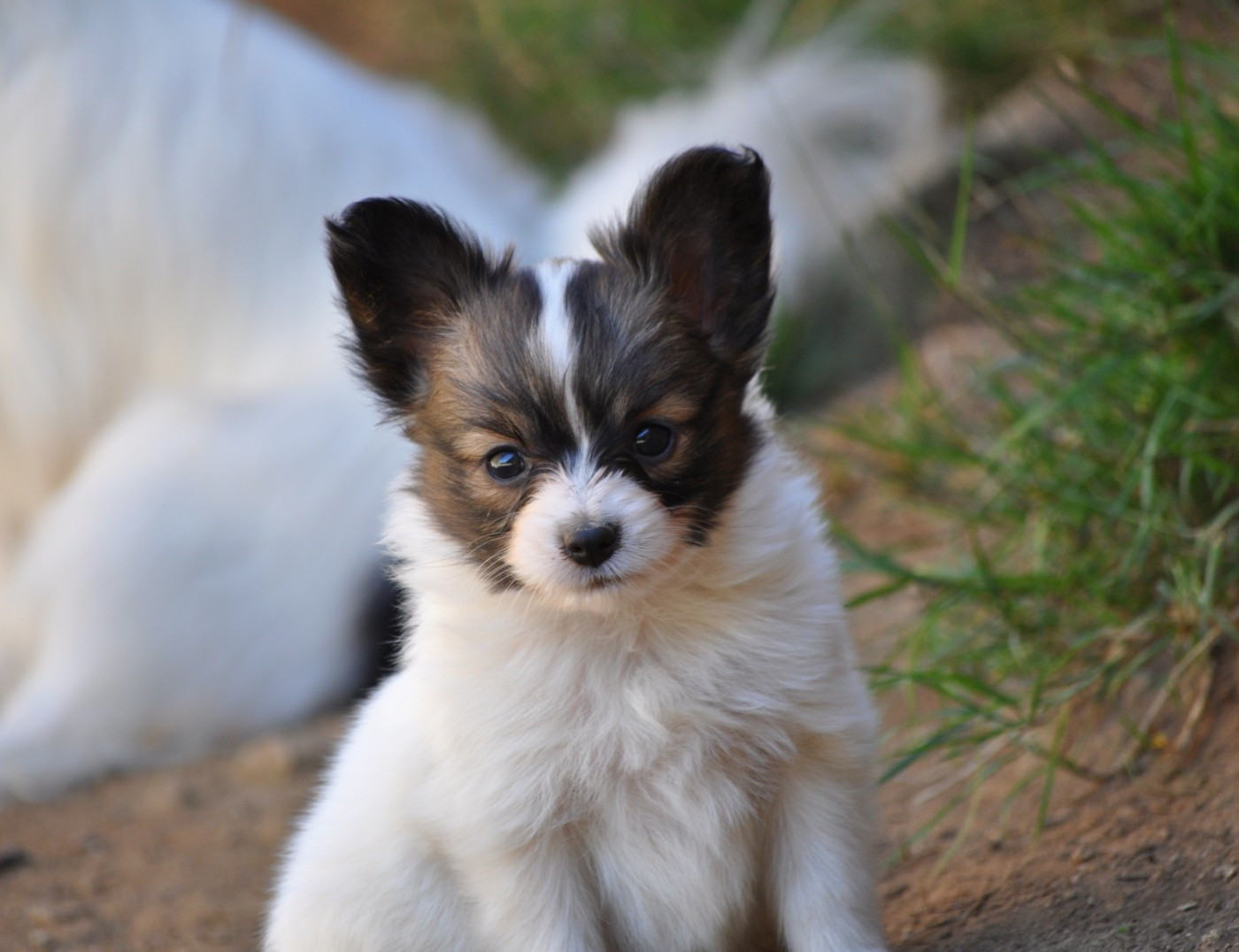 Occitania Furry Tails - Chiots disponibles - Epagneul nain Continental (Papillon)
