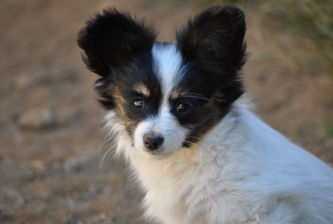 Occitania Furry Tails - Chiots disponibles - Epagneul nain Continental (Papillon)