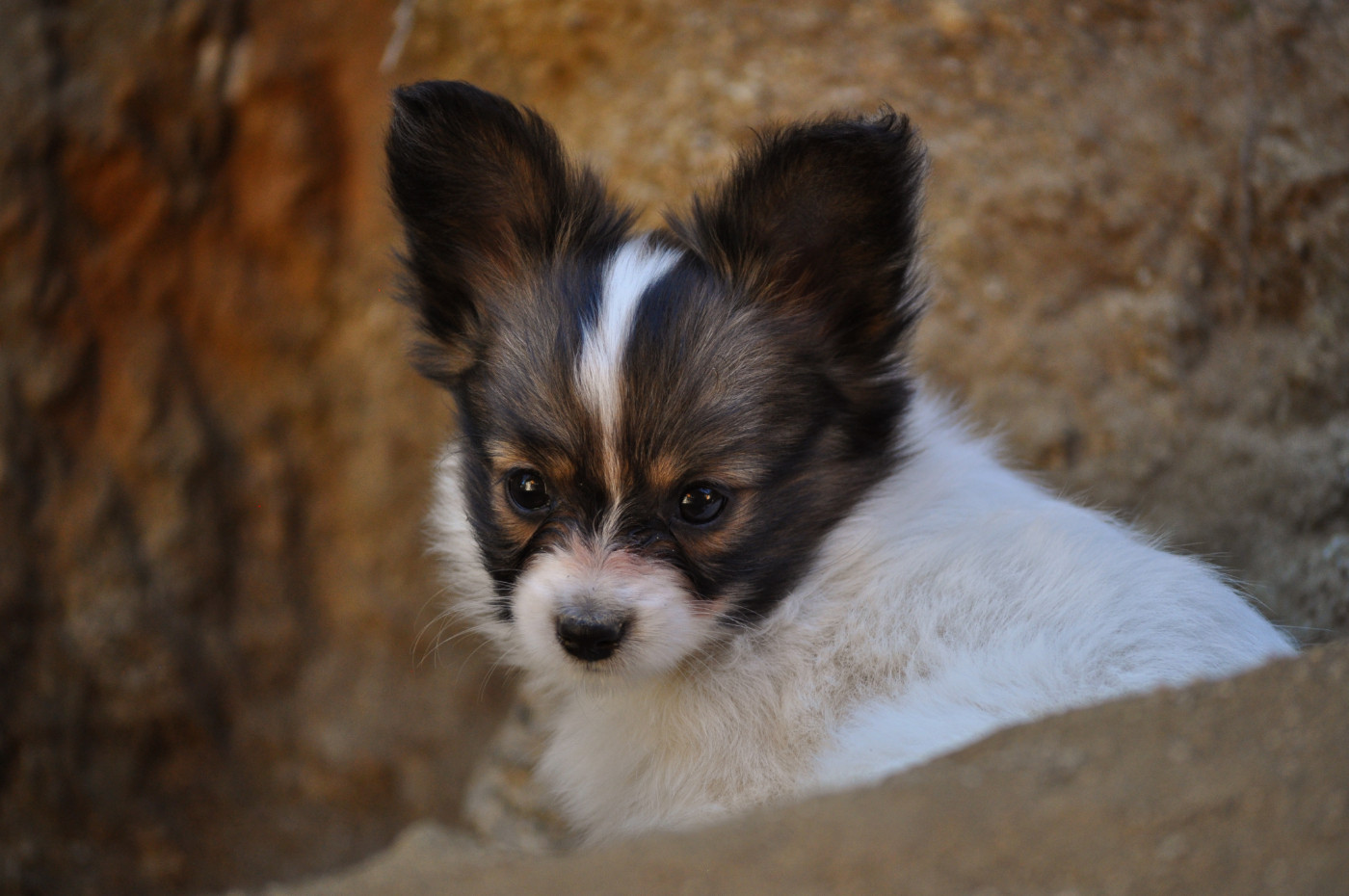 Occitania Furry Tails - Chiots disponibles - Epagneul nain Continental (Papillon)